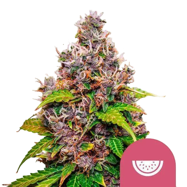 watermelon-royal-queen-seeds