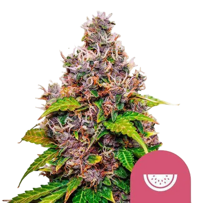 watermelon-royal-queen-seeds