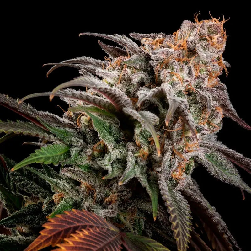 Silent Seeds Watermelon Runtz Cannabis Samen