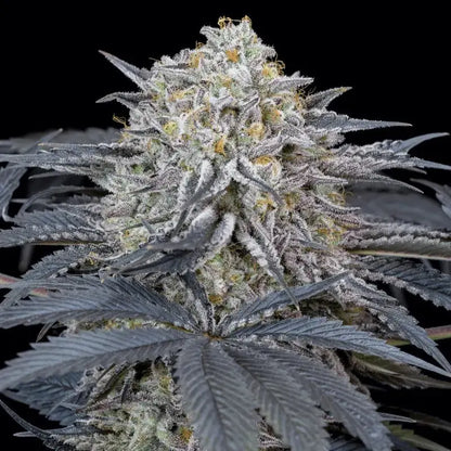 Silent Seeds Watermelon Runtz Cannabis Samen