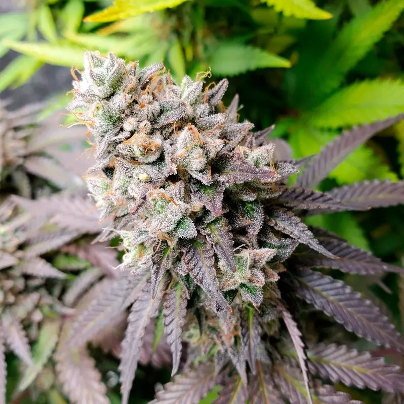 Silent Seeds Watermelon Runtz Cannabis Samen