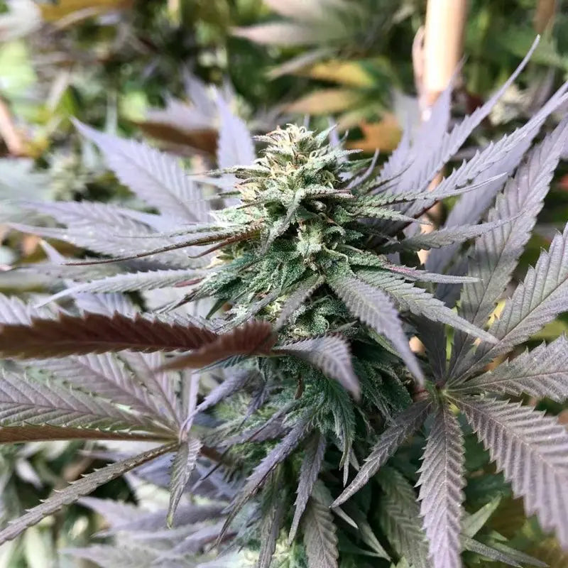 Silent Seeds Watermelon Runtz Cannabis Samen