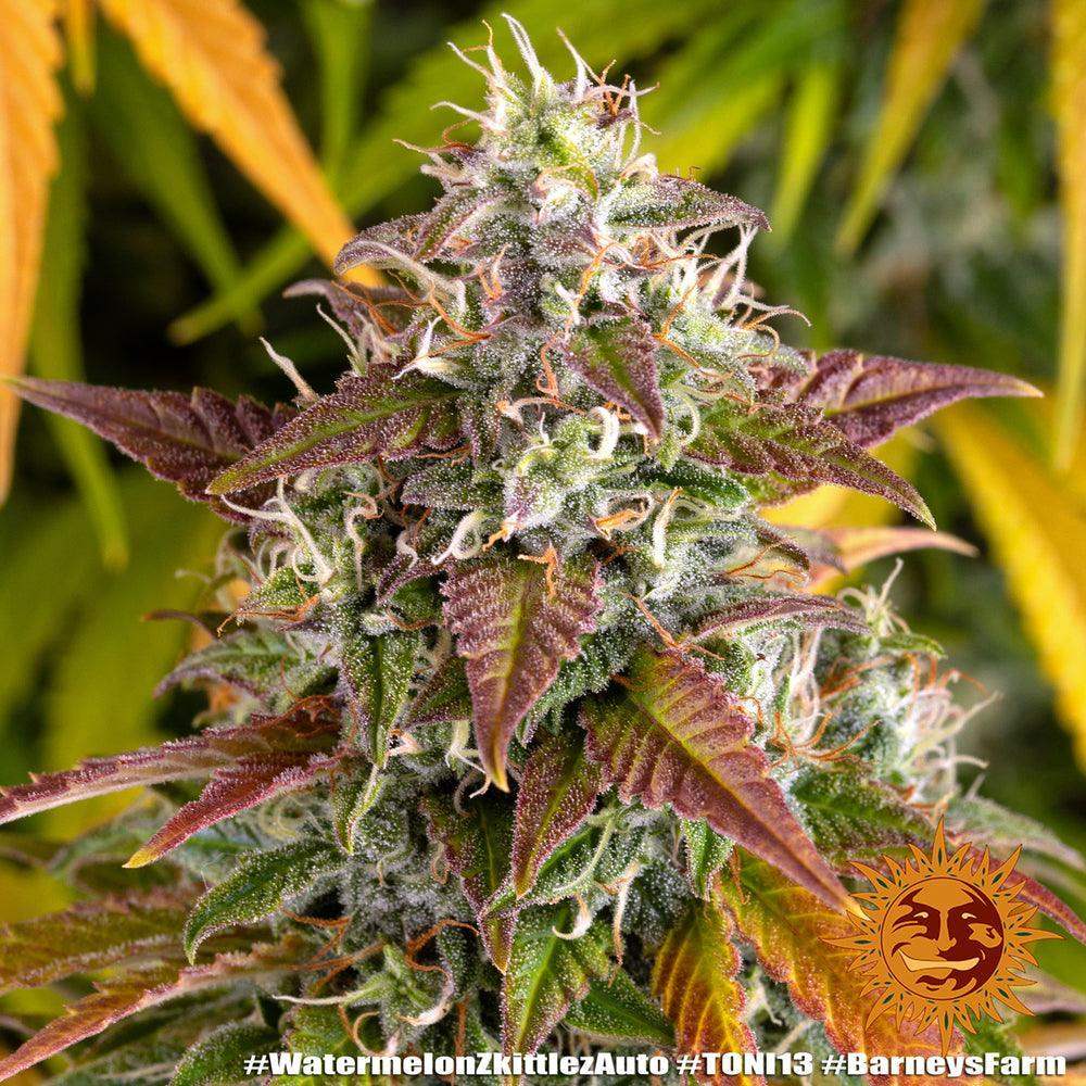 harzige Watermelon Zkittlez Auto Blüte