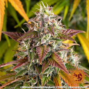 barneys-farm-watermelon-zkittlez-auto