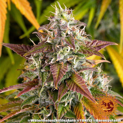 harzige Watermelon Zkittlez Auto Blüte