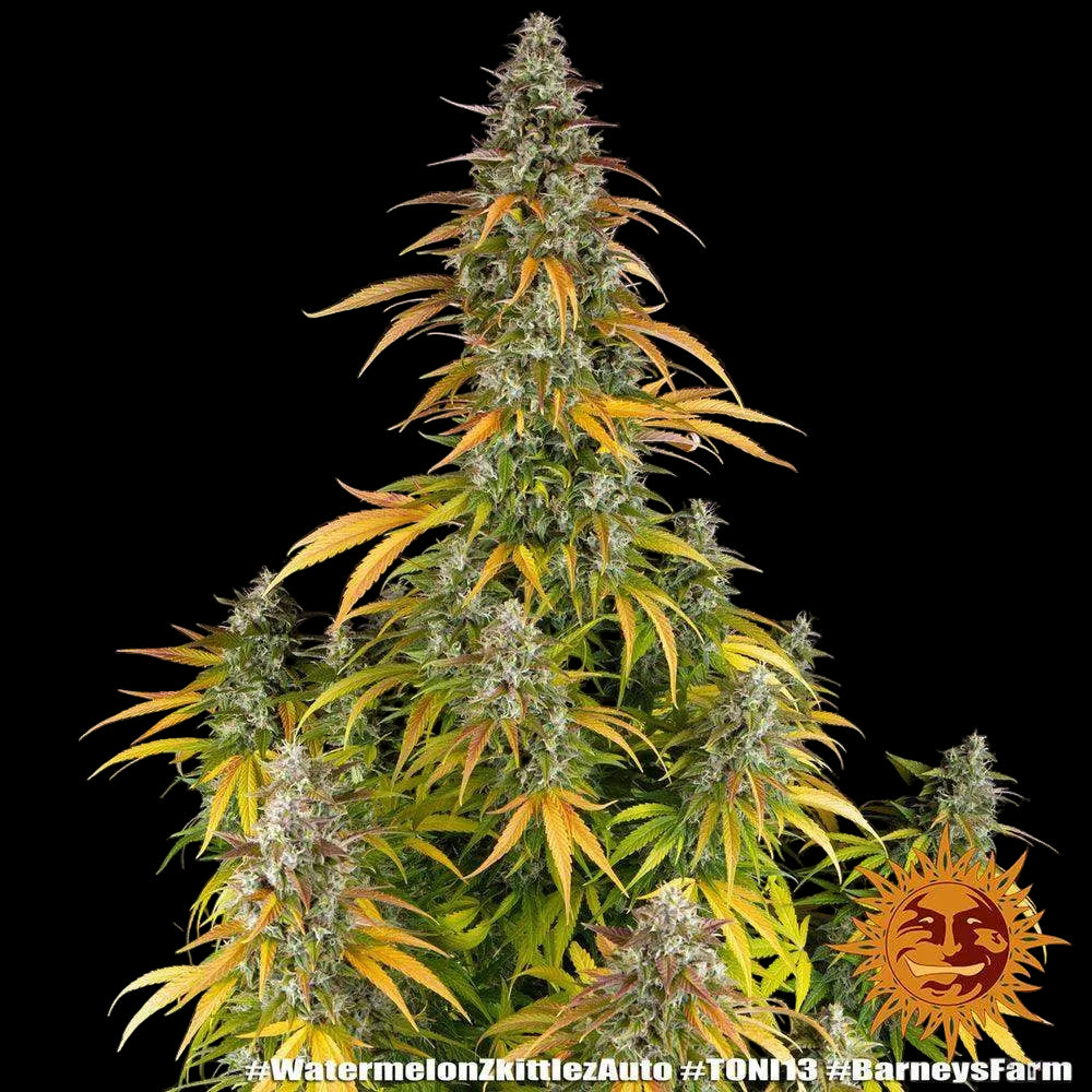 Watermelon Zkittlez Auto Barneys Farm