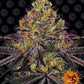 barneys-farm-watermelon-zkittlez
