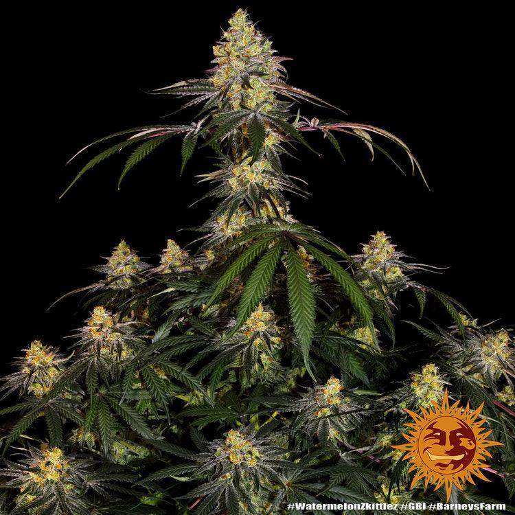 erntereife Watermelon Zkittlez Cannabispflanze