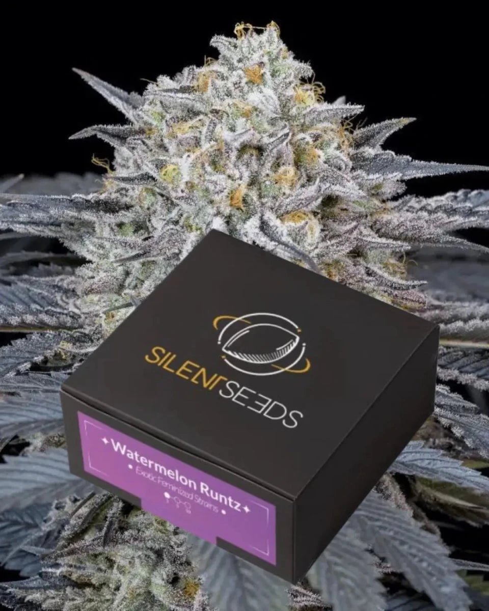 Watermelon Runtz von Silent Seeds – feminisierte Cannabis Samen
