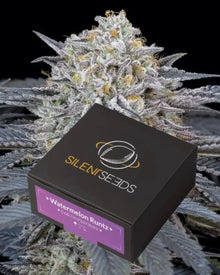 Watermelon Runtz von Silent Seeds – feminisierte Cannabis Samen