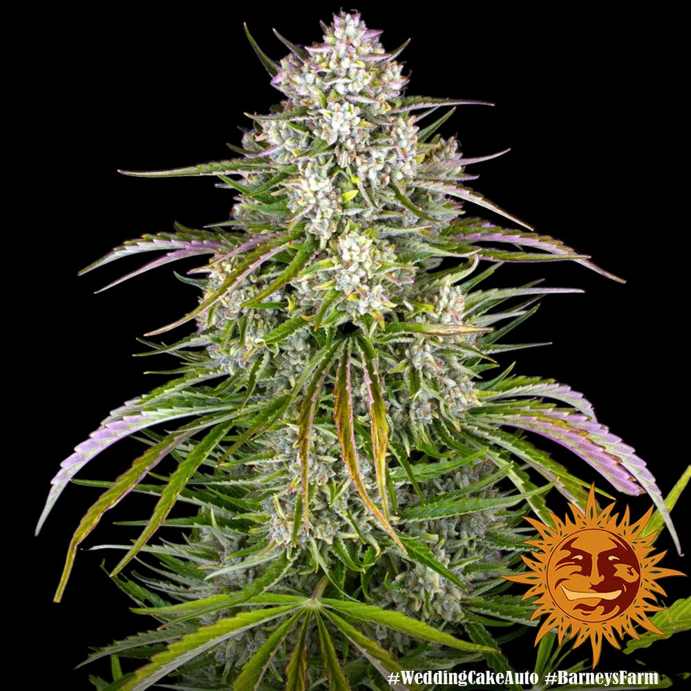 Wedding Cake Auto von Barneys Farm