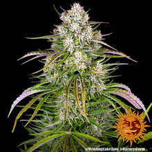 Wedding Cake Auto von Barneys Farm