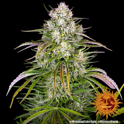 Wedding Cake Auto von Barneys Farm