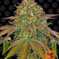barneys-farm-wedding-cake-thc-gehalt