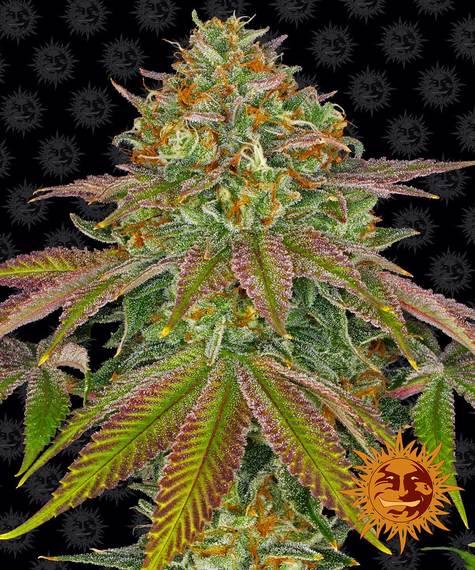 barneys-farm-wedding-cake-thc-gehalt