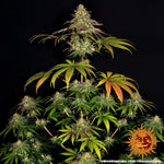wedding-cake-barneys-farm