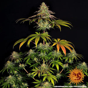 wedding-cake-barneys-farm