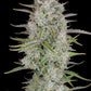 wedding-cheesecake-auto-fastbuds