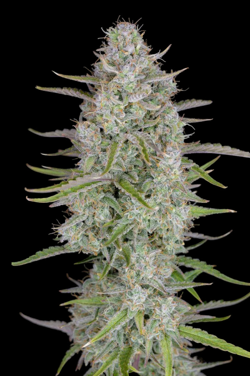 wedding-cheesecake-auto-fastbuds