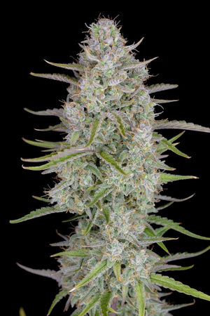 wedding-cheesecake-auto-fastbuds