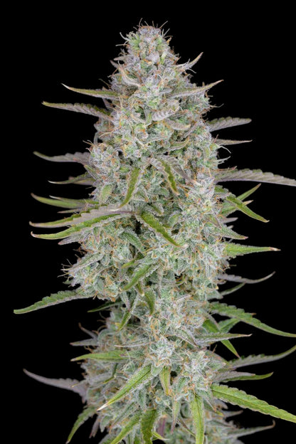 wedding-cheesecake-auto-fastbuds