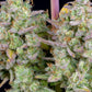 wedding-cheesecake-auto-cannabis-samen