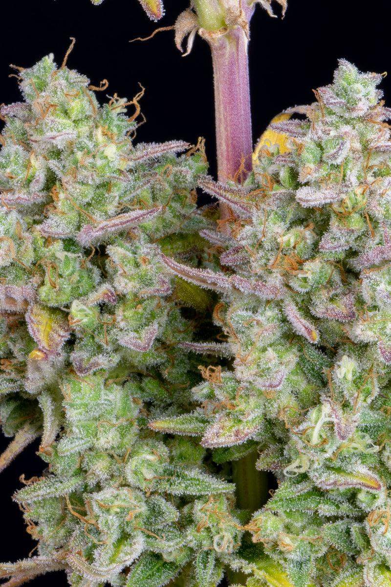 wedding-cheesecake-auto-cannabis-samen