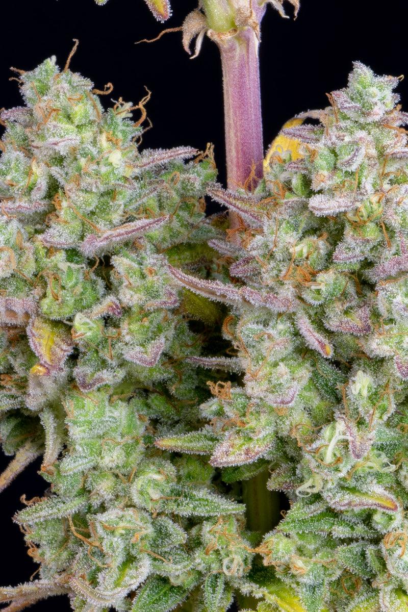 wedding-cheesecake-auto-cannabis-samen