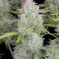 fastbuds-wedding-cheesecake-auto