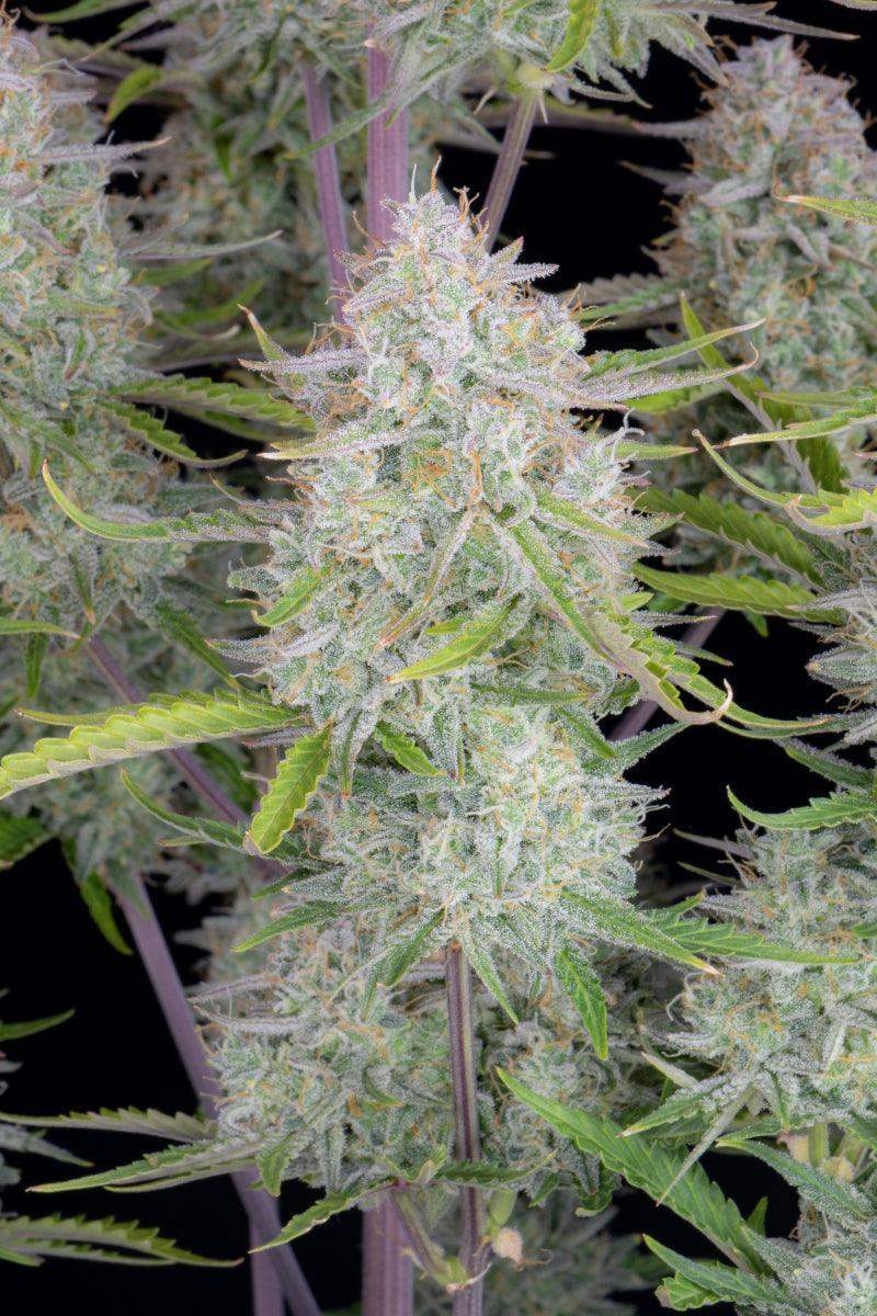 fastbuds-wedding-cheesecake-auto