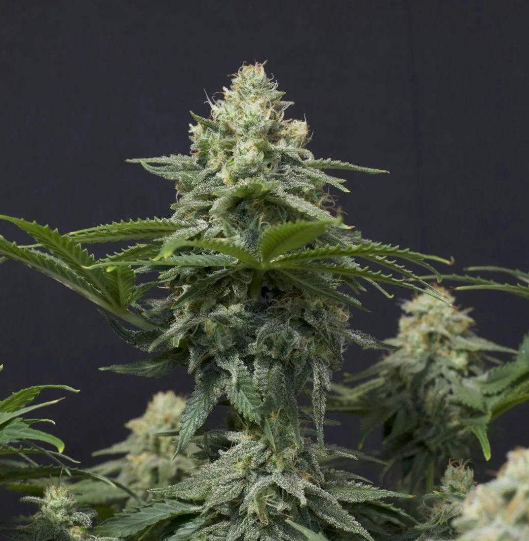 Wedding Cheesecake FF von Fast Buds