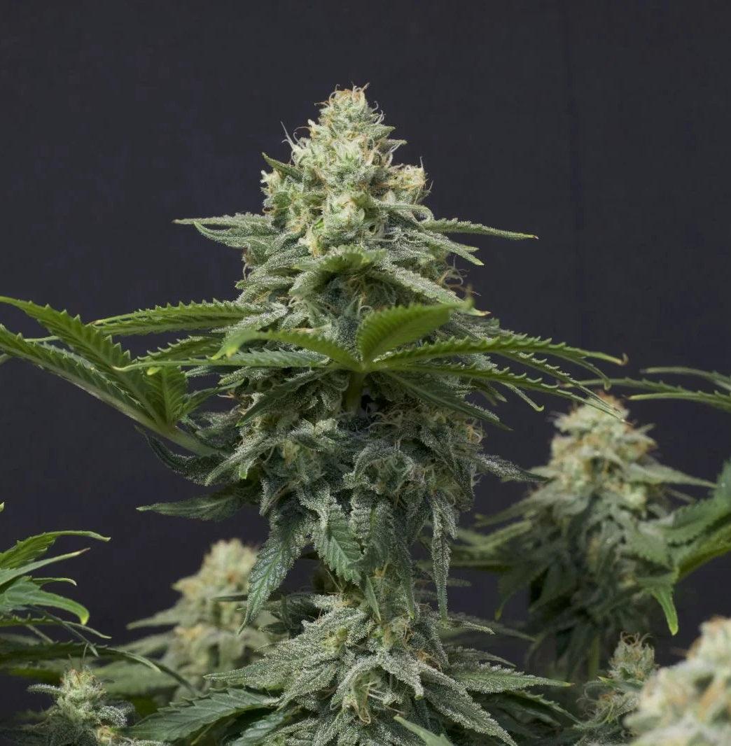 fastbuds-wedding-cheesecake