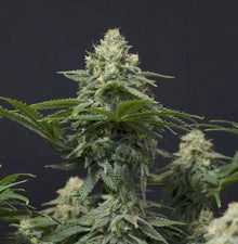 fastbuds-wedding-cheesecake