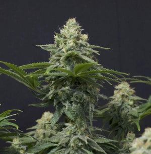 fastbuds-wedding-cheesecake