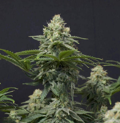 Wedding Cheesecake FF von Fast Buds