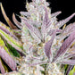 wedding-glue-auto-fastbuds