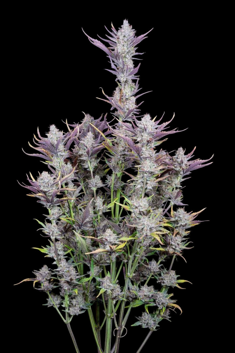 wedding-glue-auto-cannabis-samen