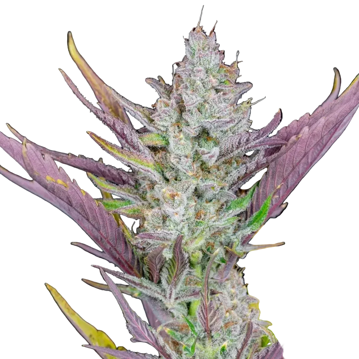 wedding-glue-auto