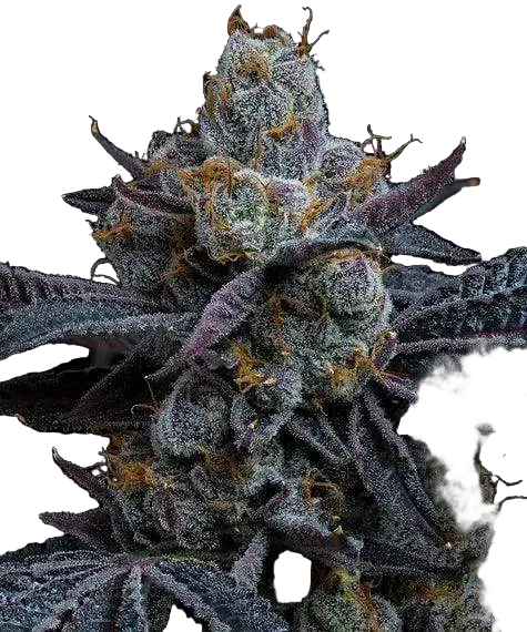 white-runtz-von-barneys-farm