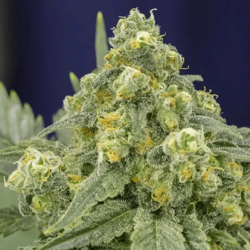Silent Seeds White Widow Cannabis Samen