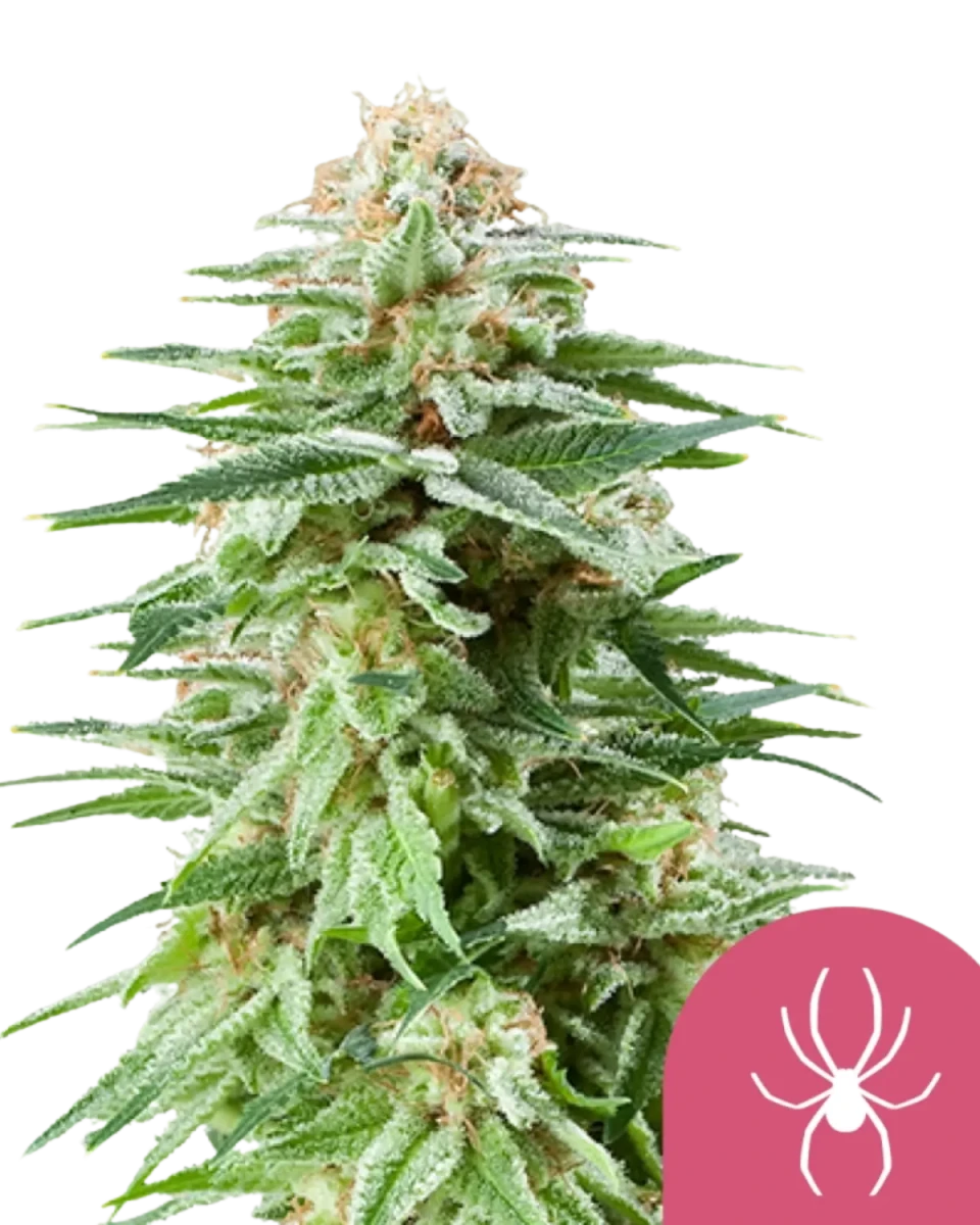 Mit Harz bedeckte White Widow Blüte