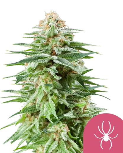 Mit Harz bedeckte White Widow Blüte