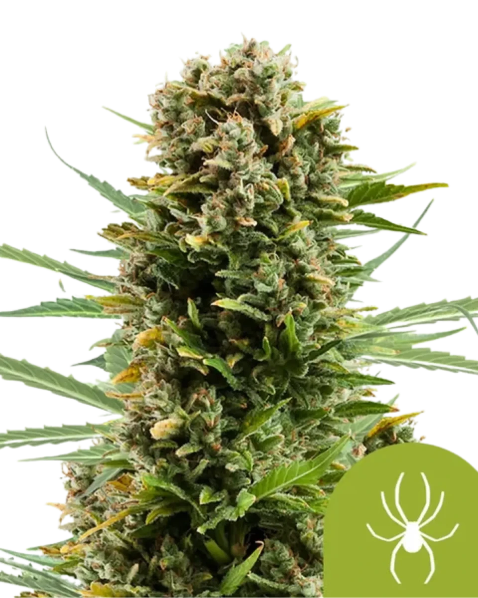 White Widow feminisiert von Royal Queen Seeds.