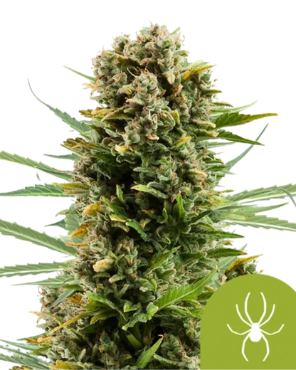 White Widow feminisiert von Royal Queen Seeds.