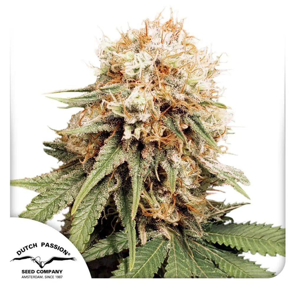 White Widow von Dutch Passion