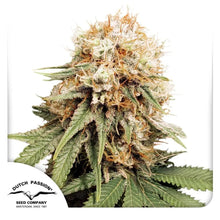 White Widow von Dutch Passion