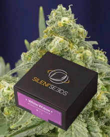 White Widow von Silent Seeds – feminisierte Cannabis Samen