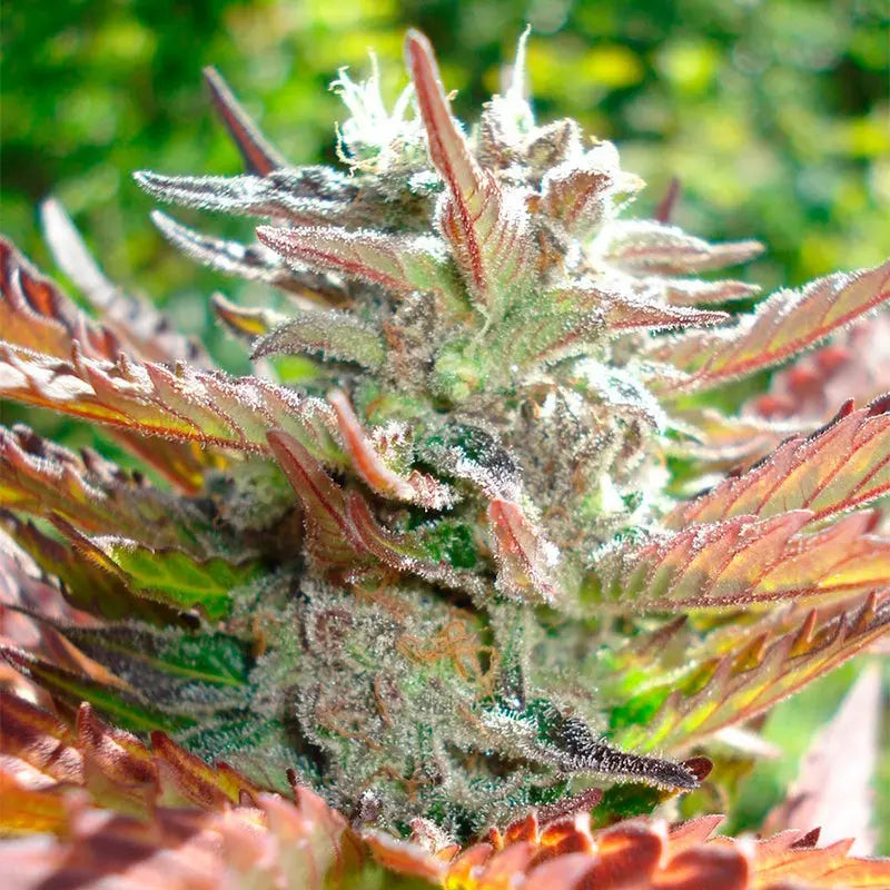 Silent Seeds Zkittlez 2.0 Cannabis Samen