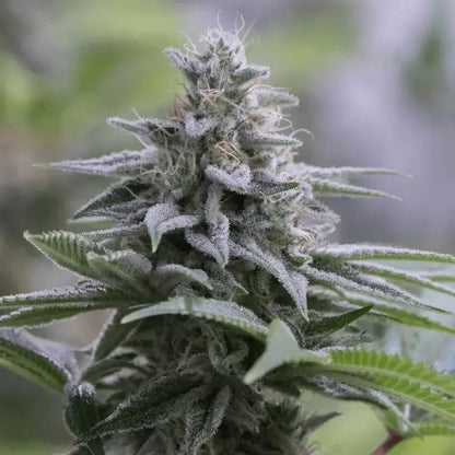 Silent Seeds Zkittlez 2.0 Cannabis Samen