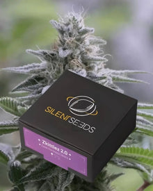 Zkittlez 2.0 von Silent Seeds – feminisierte Cannabis Samen
